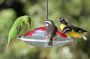 Trinidad2005 - 019 * Green Honeycreeper (female) and 3 Bananaquits on a feeder.